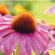 Arzneipflanzenlexikon